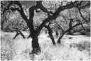 Olive Grove