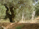 Olive trees and sunlight