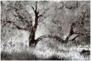 Olive Tree