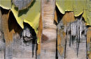 Peeling Paint