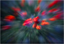 Poppy Blur