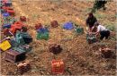 Potato Pickers