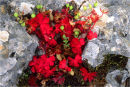 Wild Flowers