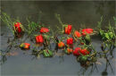 Red Peppers