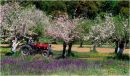 Red Tractor