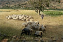 Tending the Flock