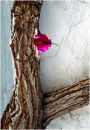 Tree Texture