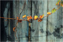 Vine and Door