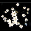 Wild Flowers