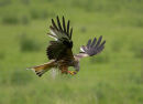 New Images Added - Birds and Vintage