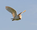 New Images - Barn Owl, Woodpecker & Deer