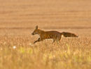 New Fox Picture
