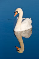New for 2009! Latest Images Updated