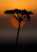 Orcadian Sunset
