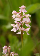 Green Winged Orchid