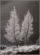 Hoar Frost - Christmas Day 2005