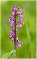 Green Winged Orchid
