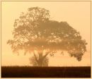 Autumnal Golden Light