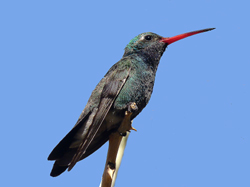 Broad-billed Hummingbird