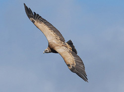 Eurasian Griffon