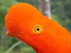 Andean Cock-of-the-rock