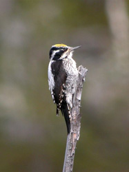 Three-toed Woodpecker