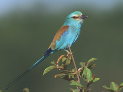 Abyssinian Roller