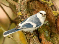 Azure Tit