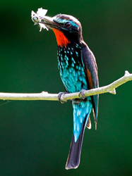 Black Bee-eater