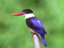 Black-capped Kingfisher