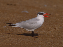 Caspian Tern