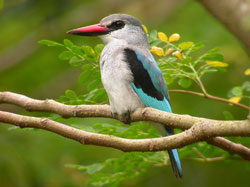 Woodland Kingfisher