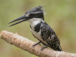 Pied Kingfisher
