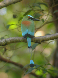 Turquoise-browed Motmot
