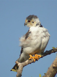 Pearl Kite