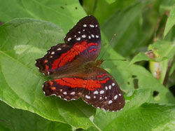 Red Anartia