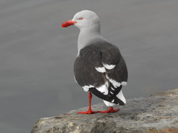 Dolphin Gull