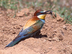 European Bee-eater