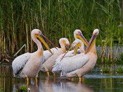 Great White Pelican