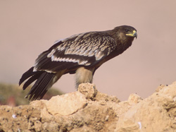 Great Spotted Eagle