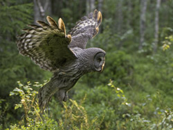 Great Grey Owl