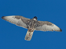 Gyr Falcon