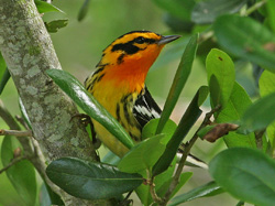 Blackburnian Warbler