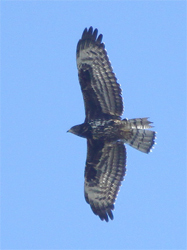 Honey-buzzard