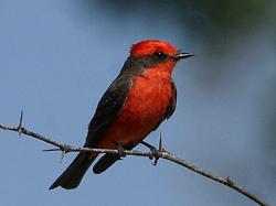 Vermilion Flycatcher
