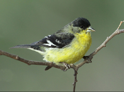 Lesser Goldfinch
