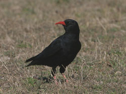 Red-billed Chough