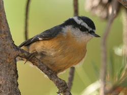 Red-breasted Nuthatch