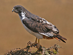 Augur Buzzard