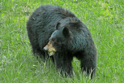 Black Bear